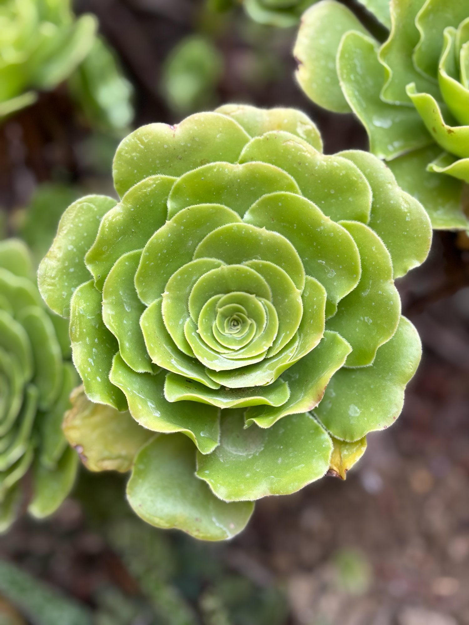 Aeonium succulent rosette — a symbol of natural wholeness