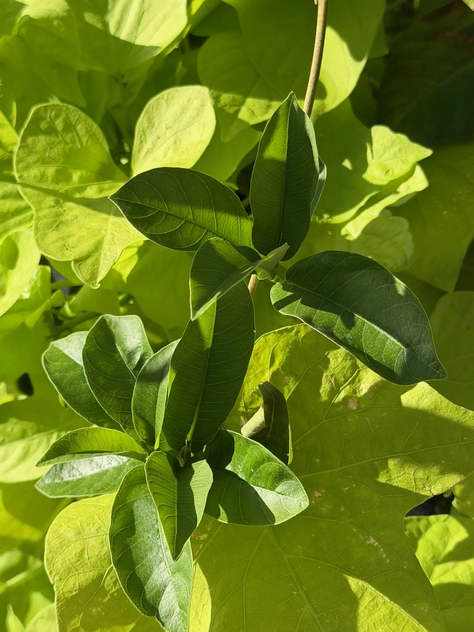 Green leaves