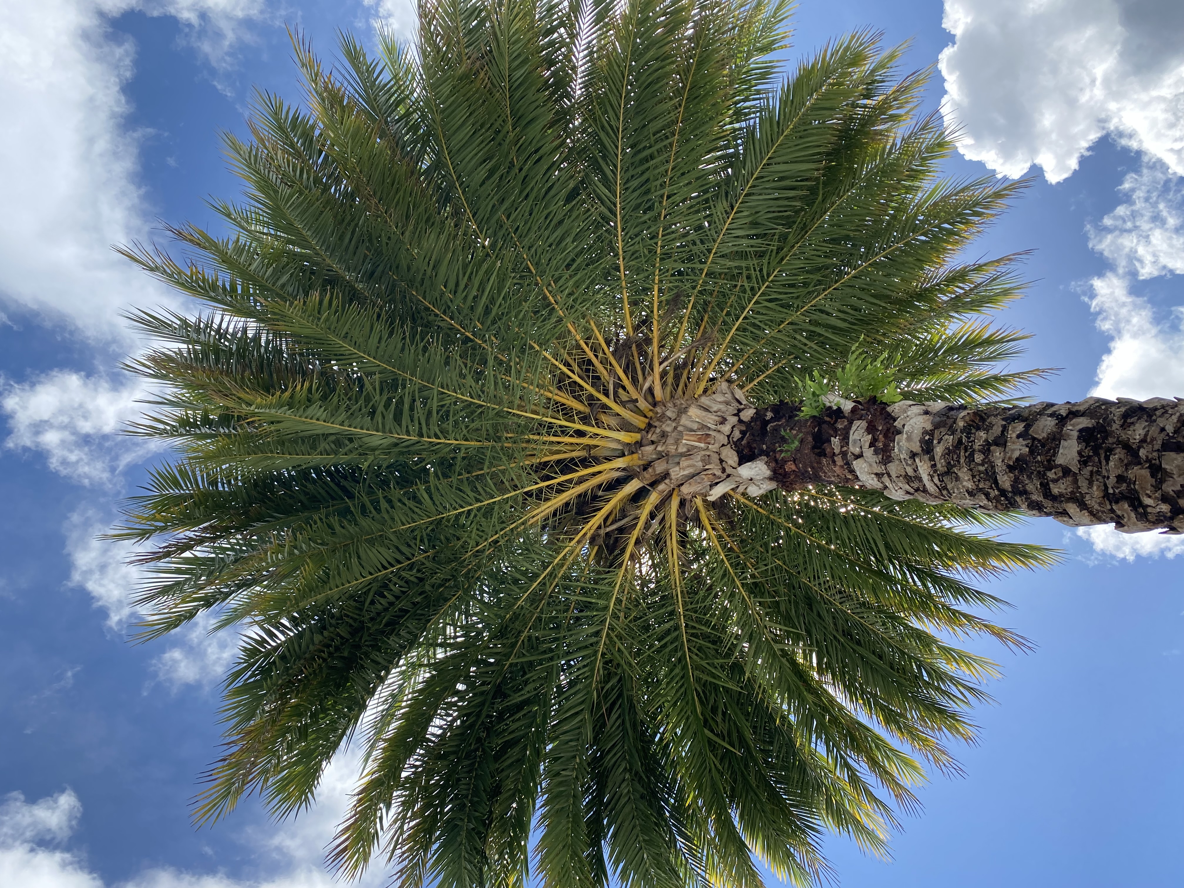 Palm Tree