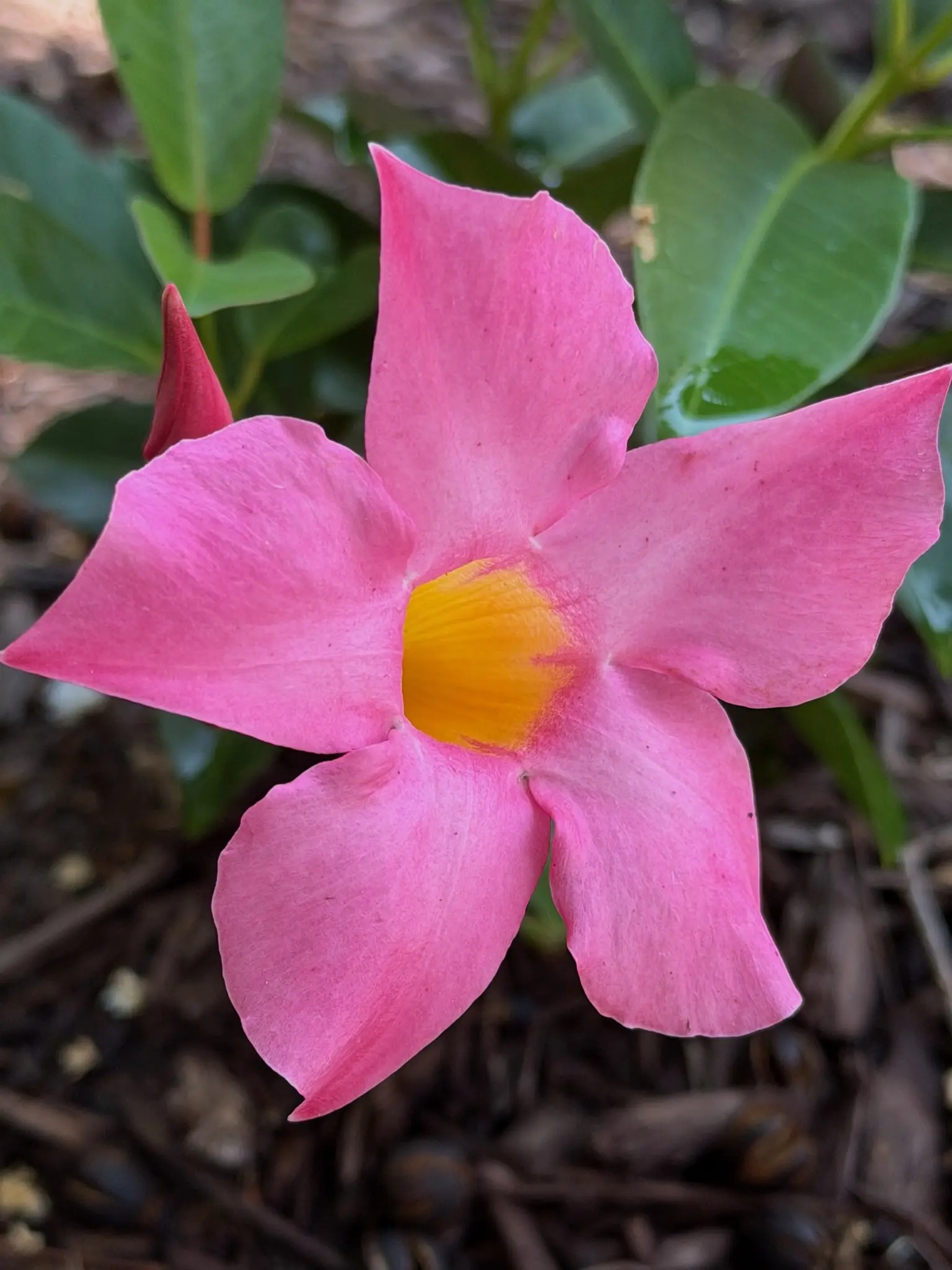 Pink mandevilla in bloom