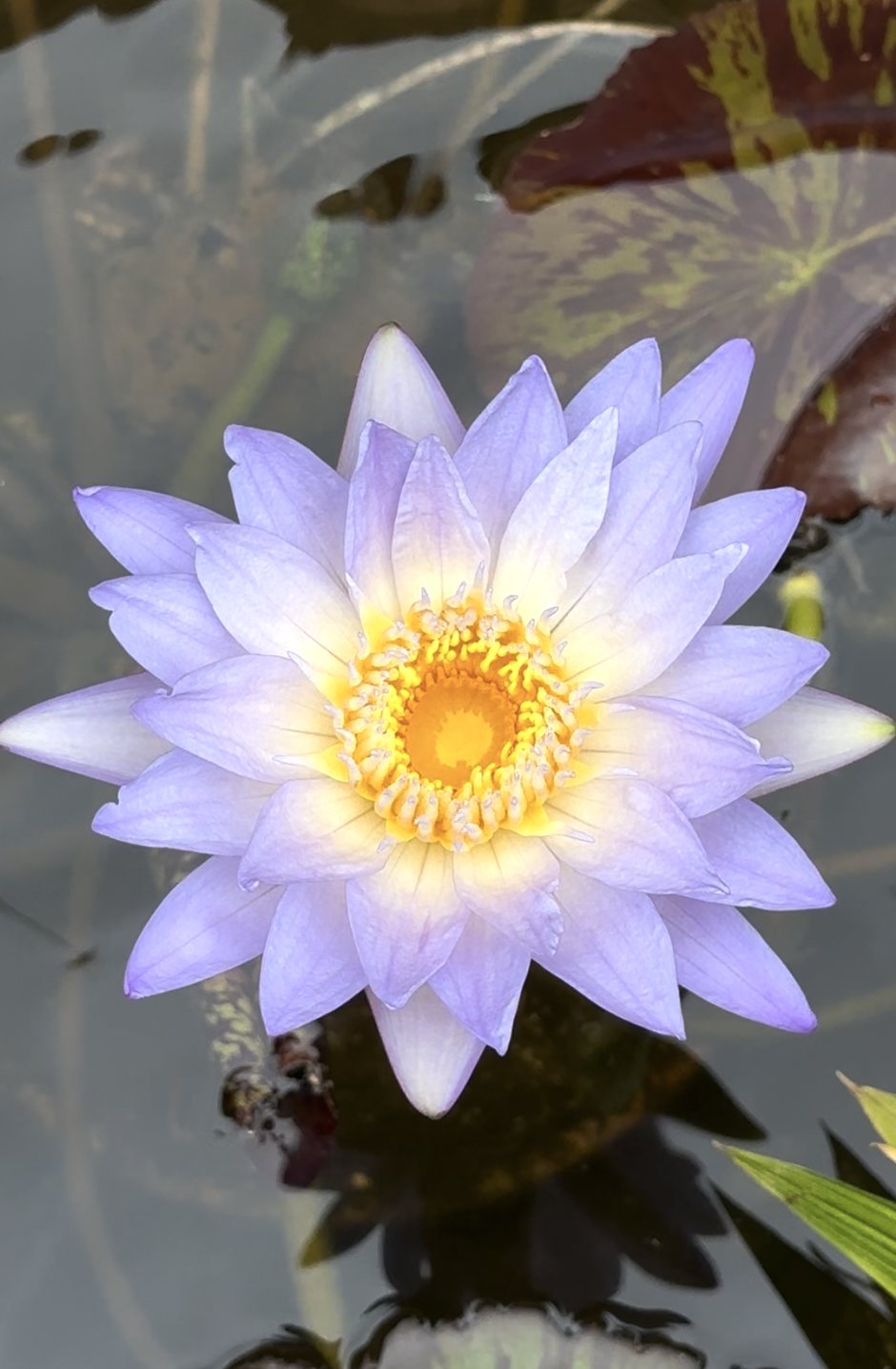 Purple water lily