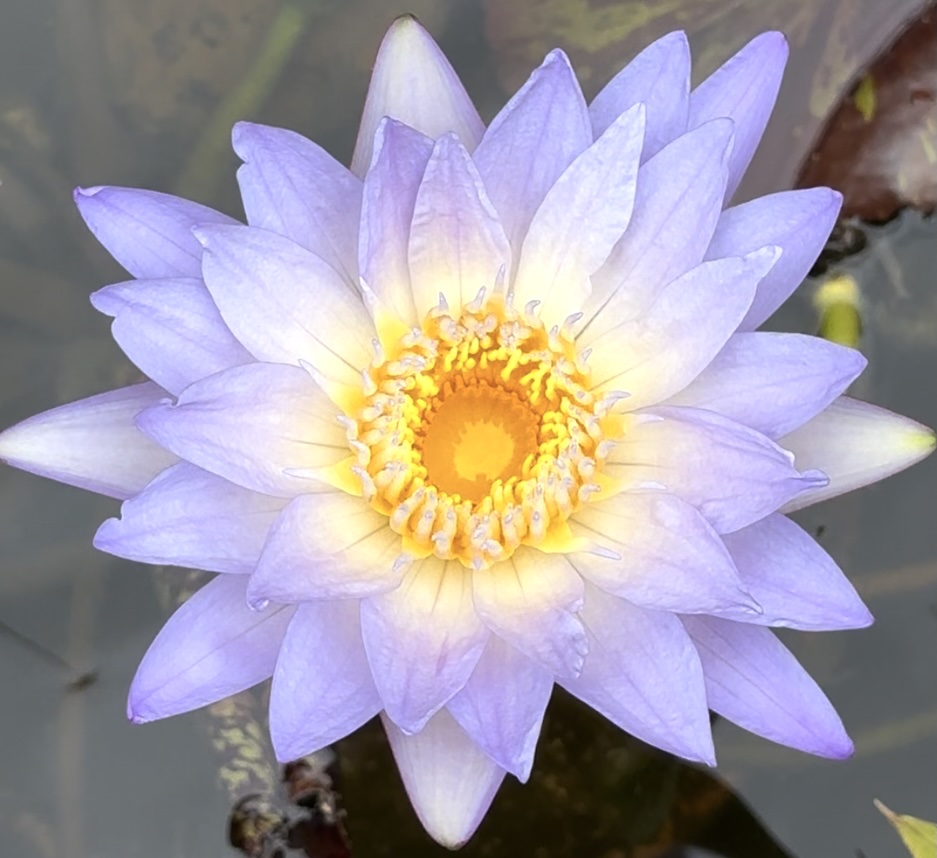Purple Lotus